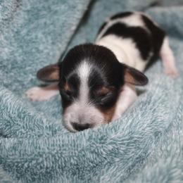 John - Black and tan male Dachshund puppy in La Junta, Colorado from Royal King’s Mini Dachshunds