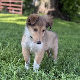Harper - Sable and white female Collie puppy in Plato, Minnesota from Minnesota Collies