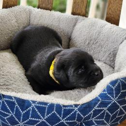 Girl 2 - Black female Labrador Retriever puppy in Saunemin, Illinois from Shooting Star Labs