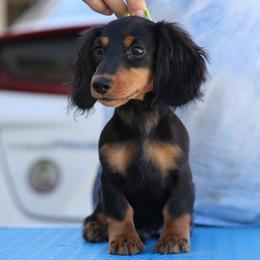 Blue boy - Black and tan male Dachshund puppy in Lancaster, California from Avignon