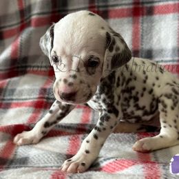 Purple Girl - White and liver brown female Dalmatian puppy in Jacksonville, North Carolina from Spots and Dots Dalmatians