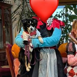 Bella - Toy Australian Shepherd