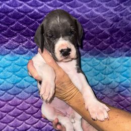 Samara - Blue and white female Great Dane puppy in Orange Grove, Texas from Shadow Veil Dane’s