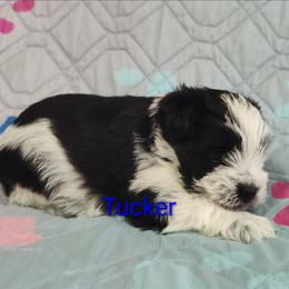 Tucker - Parti male Miniature Schnauzer puppy in Diana, Texas from Happy Pawz Schnauzers