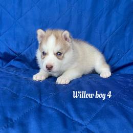 Willow boy 4 - Brown and white male Siberian Husky puppy in Ocala, Florida from Florida Husky Puppies