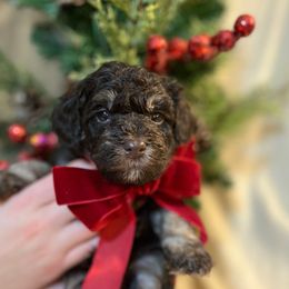 Truffle - Brown male Schnoodle puppy in Fredericksburg, Virginia from Growing Puppies