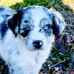 Dior - Blue merle Australian Shepherd puppy in Monroe, North Carolina from Dreamland Aussies & Poodles
