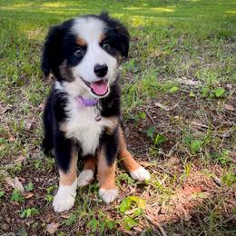 Roxie (With Natural Tail) - Black tri female Miniature Australian Shepherd puppy in Liberty, South Carolina from Alexander Canines