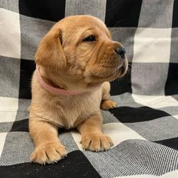 Pink - Yellow female Labrador Retriever puppy in Beaverdam, Virginia from Gold Heart Labradors