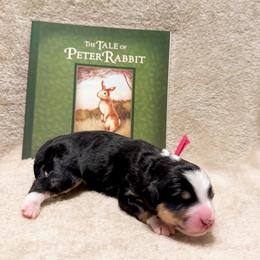 Eloise (Pink girl) - Tri-color female Bernedoodle puppy in Boiling Springs, South Carolina from OlliePups, LLC