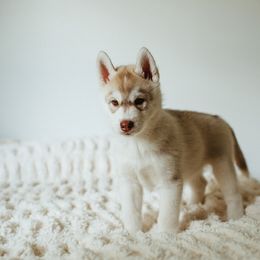Siberian Husky Puppies from Polaire Siberians