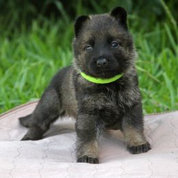 German Shepherd Puppies from Vom Anfang German Shepherds