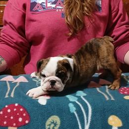 Bruno - Red brindle and white male Bulldog puppy in Cannon Falls, Minnesota from Pattys Boxers and Bulldogs