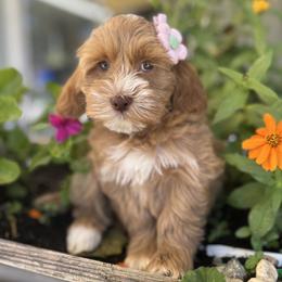 Honey - Gold female Australian Labradoodle puppy in Citrus Heights, California from Elite Blend Labradoodles