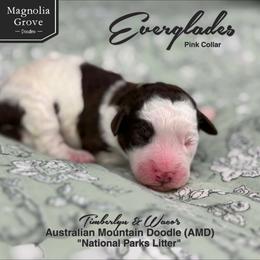 Everglades - Pink Collar - female Australian Mountain Doodle puppy in Oxford, Alabama from Magnolia Grove Doodles