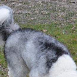 Guus - Old English Sheepdog