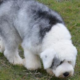 Guus - Old English Sheepdog