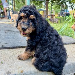 Sidney - Phantom female Bernedoodle puppy in Savannah, Missouri from Rose Creek Mini Aussies and doodles