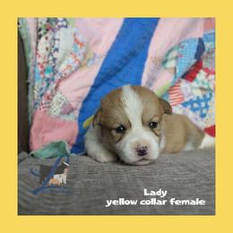 Yellow female - Red female Pembroke Welsh Corgi puppy in Wayne City, Illinois from Lash Livestock & Corgis