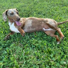 Dolly - Dachshund