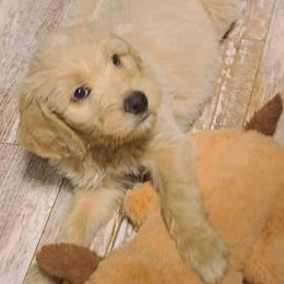 Goldendoodle and Poodle Puppies from Pack Street Pups