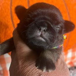 Callisto 'Callie' rainbow collar Dark fawn girl 2 - Fawn female Pug puppy in Onalaska, Washington from Cupid’s Pugs