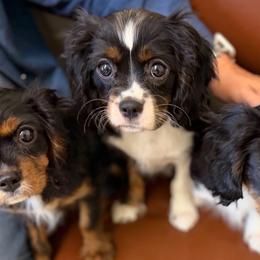Cavalier King Charles Spaniel puppies from Cavalier Country Farm