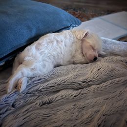 Chinese Crested Puppies from Barely Naked