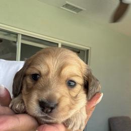 Maverick - Cream male Dachshund puppy in New Smyrna Beach, Florida from J & L Mini D’s
