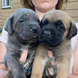 Boy 3 - Red male Cane Corso puppy in Olympia, Washington from Grayling Dawn Cane Corso