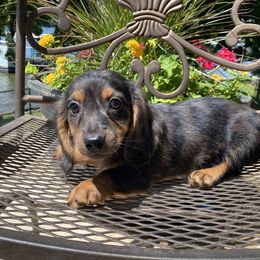 Dachshund Puppies from Benji’s Babies