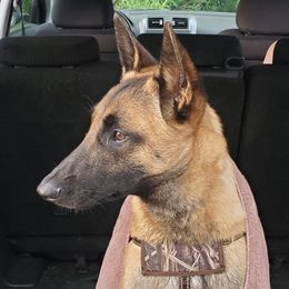 Cane - Belgian Malinois