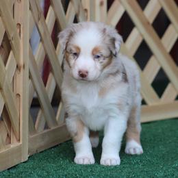 BMW - Red merle female Australian Shepherd puppy in Circleville, Utah from Canyon Creek Aussies