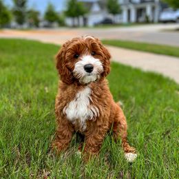 Australian Labradoodle Puppies from Swinging Gate Labradoodles