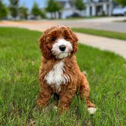 Australian Labradoodle Puppies from Swinging Gate Labradoodles