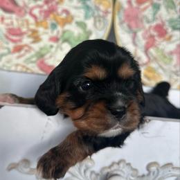Nova - Black and tan female Cavalier King Charles Spaniel puppy in Oroville, California from Happy Tails Kennel