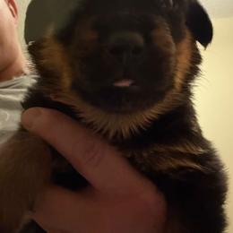 Red girl - Black and mahogany female Rottweiler puppy in Colorado Springs, Colorado from Von Locher Rotties