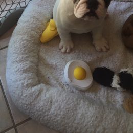Bulldog Puppies from Peggy Gieselman