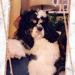 Lizzy - Cocker Spaniel