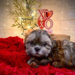 Maxwell - Brindle male Shih Tzu puppy in Lexington, North Carolina from SCS Shih Tzus