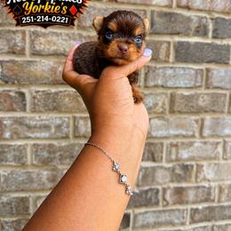 Girl 1 - Chocolate and tan female Yorkshire Terrier puppy in Mobile, Alabama from Ace of Spades Yorkies