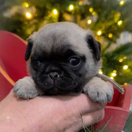 Kaylyn - Pink collar - Fawn female Pug puppy in Hereford, Arizona from Broken Road Ranch Pugs