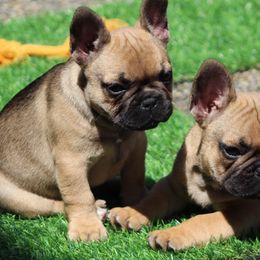 French Bulldogs from Brewery City French Bulldogs