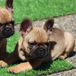 French Bulldogs from Brewery City French Bulldogs