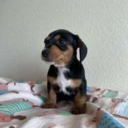 Obsidian - Black and tan male Dachshund puppy in Bakersfield, California from Mad dachshunds