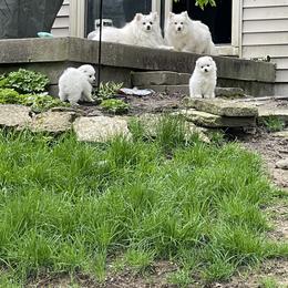 American Eskimo Dog Puppies from Firefly American Eskimo Dogs