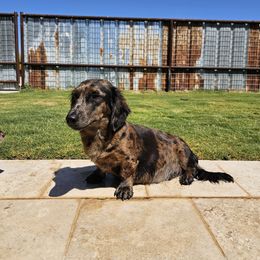 Queenie - Dachshund