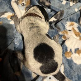 Turkey - Black roan male German Shorthaired Pointer puppy in Jackson, Georgia from Tiner GSP’s LLC