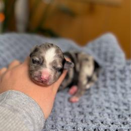 Peace (On Hold) - Blue merle female Toy Australian Shepherd puppy in Quincy, Michigan from Ivy Meadows and Friends