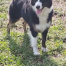 Australian Shepherd All Grown Up from Marion Lutz